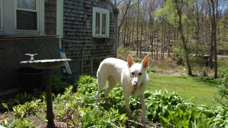 Graceful White Dog in a Scenic Garden Scene wallpaper