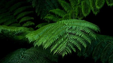 Deep Green Elegance of Ferns wallpaper