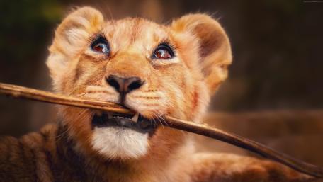 Playful Lion Cub with a Stick in 4K Quality wallpaper