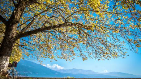 Autumn Serenity with Bicycle Under Blue Sky wallpaper
