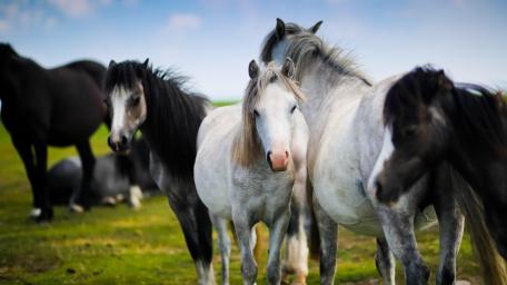 Majestic Horses Grazing in Serenity wallpaper