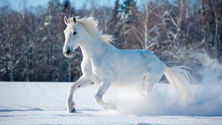 Majestic White Horse in Winter Wonderland wallpaper