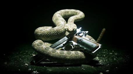 Coiled Danger with Snake and Gun Wallpaper wallpaper