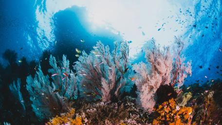 Vibrant Underwater Wonderland with Colorful Coral Reef wallpaper