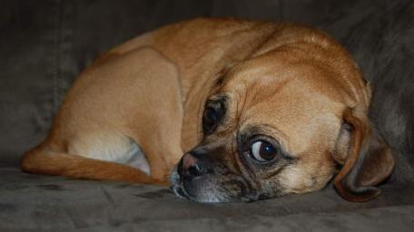 Cozy Dog Relaxing on a Couch wallpaper