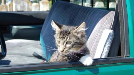 Curious Cat Enjoying a Road Trip wallpaper