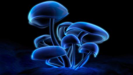 Enchanting Blue Glowing Mushrooms wallpaper