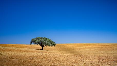 Serene Lone Tree Under Blue Sky wallpaper