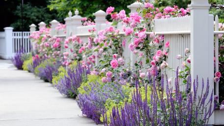 Charming Flower Garden with Lavender and Roses wallpaper