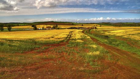 Golden Fields Under a Vast Sky wallpaper