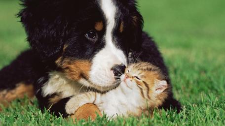 Adorable Puppy and Kitten Cuddle Moment wallpaper