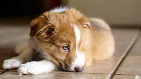 Sweet Border Collie Puppy in Relaxed Pose Transparent Background wallpaper