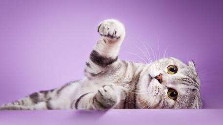 Scottish Fold wallpaper