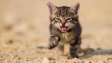 Playful Tabby Kitten on the Move wallpaper