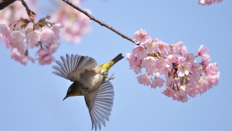 Warbling white-eye wallpaper