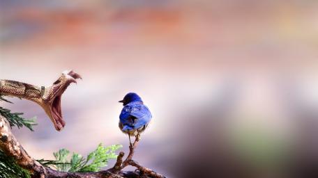 Nature's Tense Moment Between Hunter and Prey wallpaper