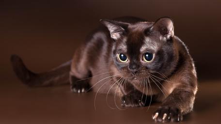 Playful Burmese Cat in Action wallpaper