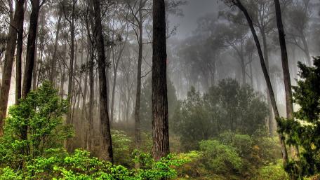 Misty Enchantment in the Heart of the Forest wallpaper
