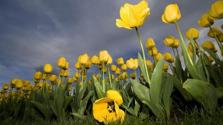 Yellow tulips wallpaper