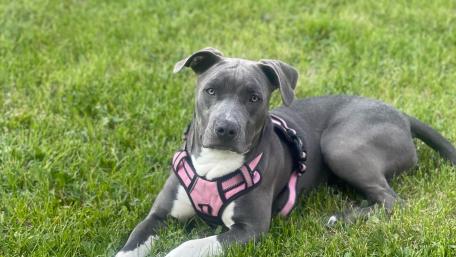 Adorable Gray Dog Enjoying the Outdoors wallpaper