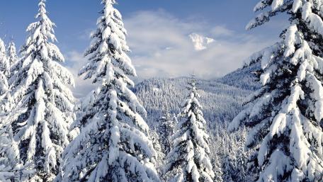 Winter Wonderland of Snowy Pines wallpaper