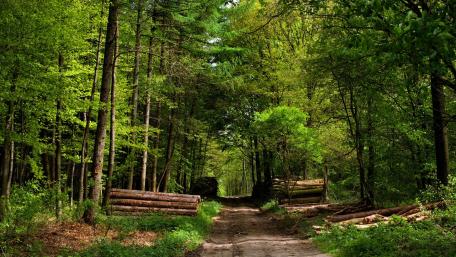 Serene Path through Lush Green Forest wallpaper
