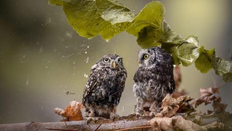 Charming Little Owls in the Rainy Forest Scene wallpaper