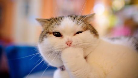 Cute Cat with Twinkling Eyes in 4K Wallpaper wallpaper