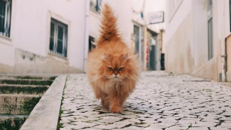 Majestic Furry Cat Strolling Down the Street wallpaper