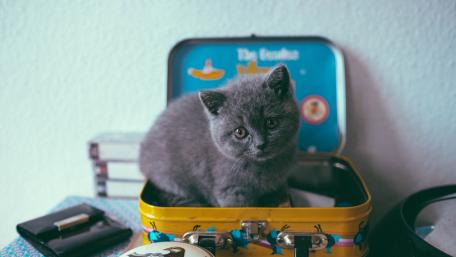 Adorable Gray Kitten on Vintage Lunchbox wallpaper