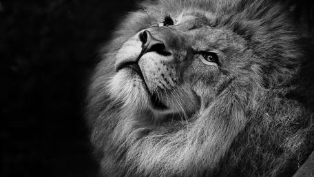 Majestic Lion in Monochrome Splendor wallpaper