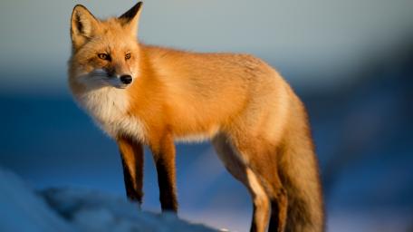 Majestic Red Fox in Nature's Embrace wallpaper