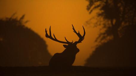 Majestic Deer Silhouette in Dusk Glow wallpaper