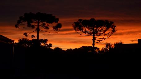 Majestic Evening Silhouette in Afterglow wallpaper