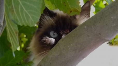 Mystical Presence of a Feline Hunter wallpaper