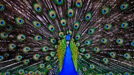Majestic Peacock Displaying Its Colorful Feathers wallpaper