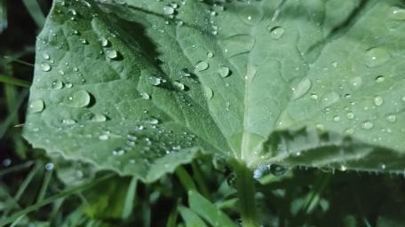 Dewy Leaves Glimmering in Refreshing Moisture wallpaper