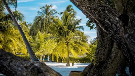 Tropical Paradise with Lush Palms and Vibrant Colors wallpaper