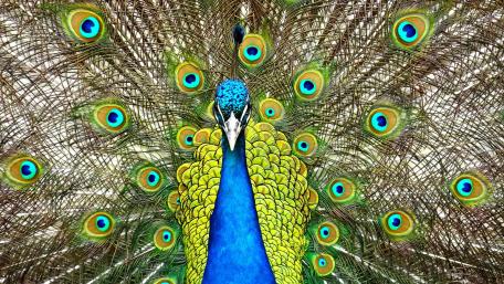 Vibrant Peacock Displaying Its Splendid Feathers wallpaper