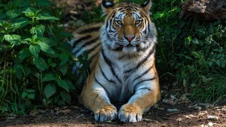 Majestic Tiger in Nature's Embrace wallpaper