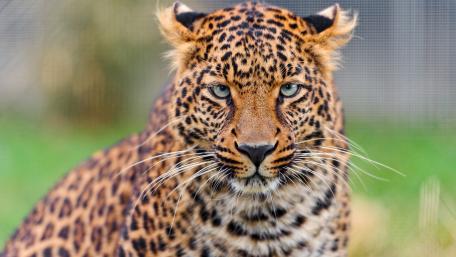 Majestic Leopard Close-Up Wallpaper wallpaper
