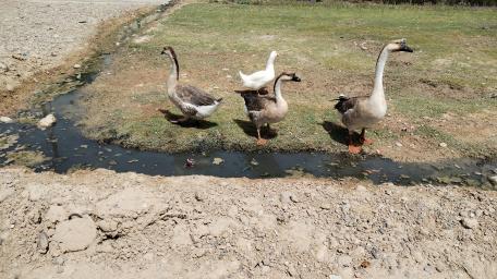 Charming Ducks by a Streamy Oasis wallpaper