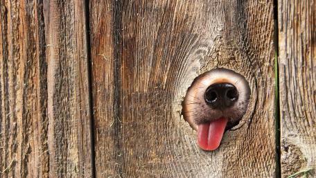 Humorous Pup Peeking Through Wooded Fence wallpaper