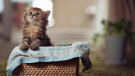Adorable Maine Coon Kitten in a Cozy Basket wallpaper