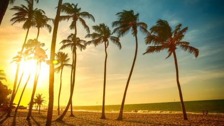 Sunset Serenity Over Palm Trees wallpaper