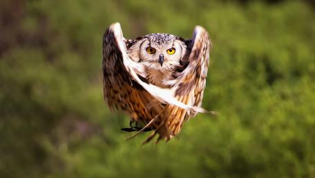 Majestic Owl in Flight wallpaper