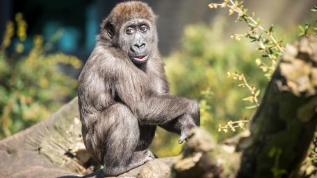 Playful Chimpanzee in Its Natural Habitat wallpaper