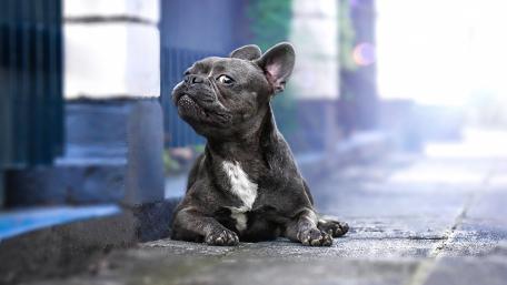 Charming French Bulldog Portrait in Urban Setting wallpaper