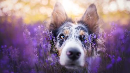 Charming Australian Shepherd Amidst Lavender Flowers wallpaper