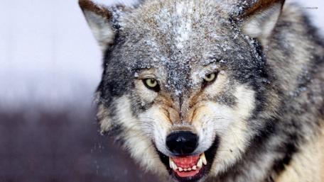 Angry Wolf wallpaper